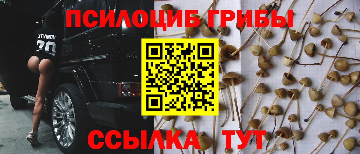 Псилоцибиновые грибы Cubensis Городец